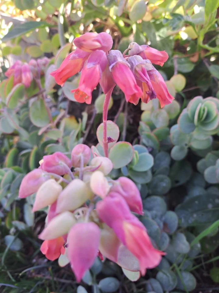Kalanchoe Panamensis Cuttings - 6 Succulent Cuttings, 5” Blue-Grey to Blue-Green - Drought Tolerant, Pink Flowers, No Roots