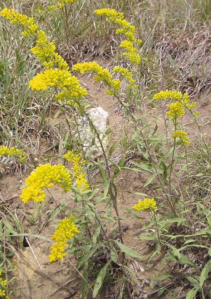 Solidago Nemoralis (Old Field Goldenrod) 500mg Seeds For Planting