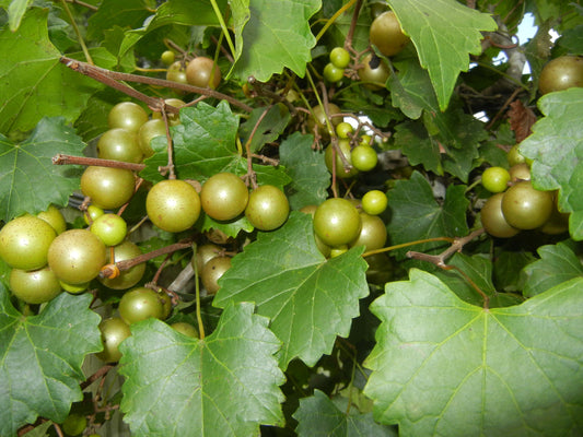 1 Summit Muscadine Grape Vine 2 Year Old Bare Root Live Plant 1-2ft tall