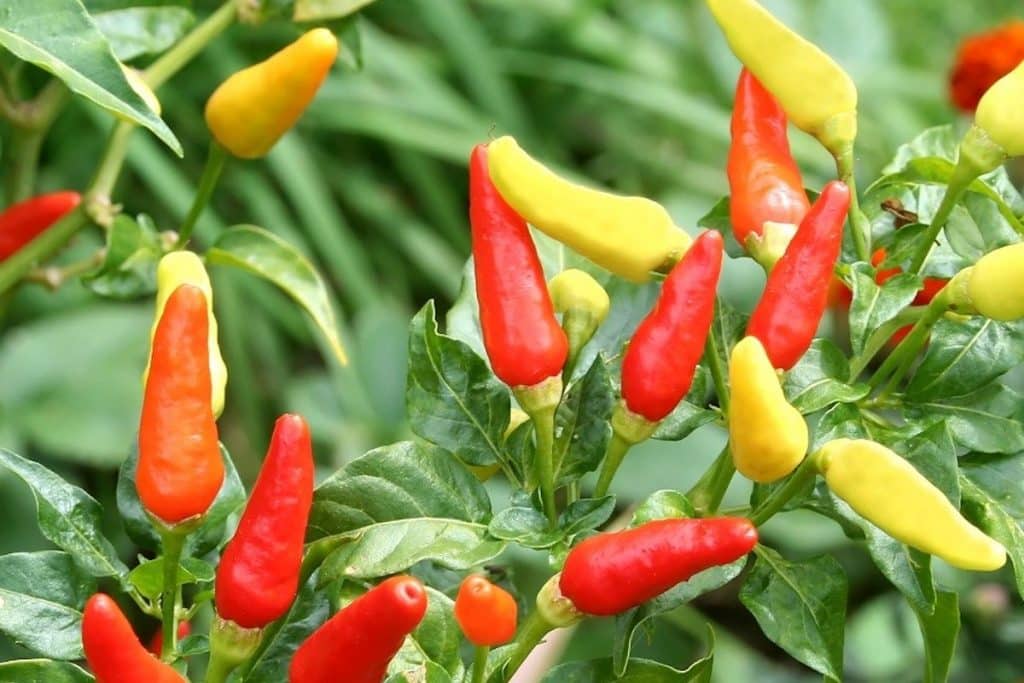 Tabasco Hot Pepper Capsicum frutescens 250 mg Seeds For Planting