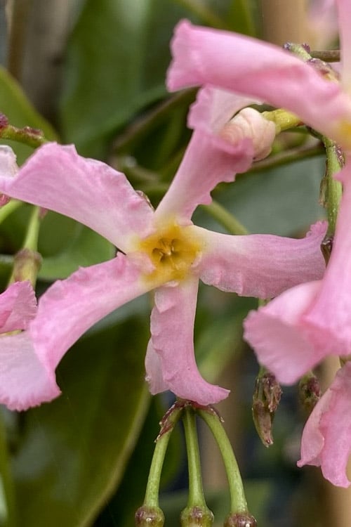 Pink Showers Star Jasmine (Trachelospermum jasminoides)