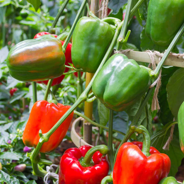 Sweet Pepper Yolo Wonder Bell Improved 30 Seeds For Planting