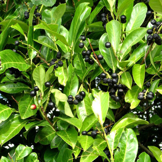 Appalachian Tea Dye-leaves Winterberry Gallberry Ink Berry (Ilex glabra)