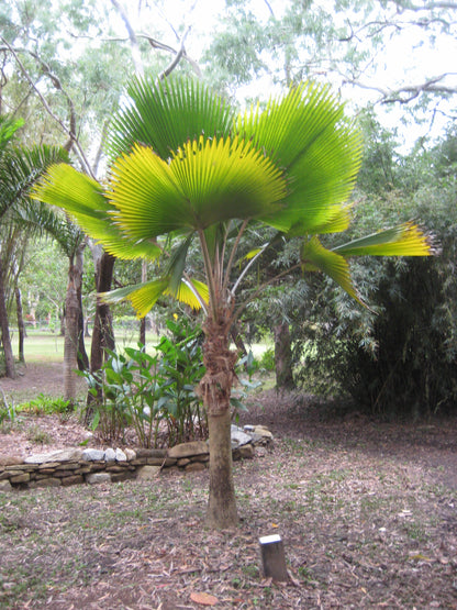 Fiji Fan Palm (Pritchardia pacifica)