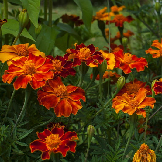 French Sparky Mix Marigold (Tagetes patula var. Sparky mix)