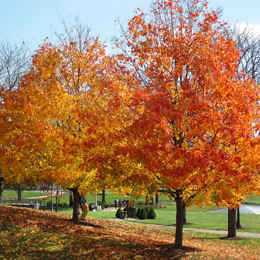 Sugar Maple (Acer saccharum Southern dewinged)