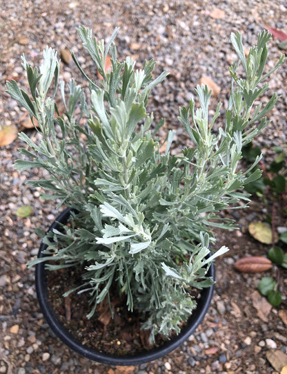 Big Sagebrush Sagebrush (Artemisia tridentata)