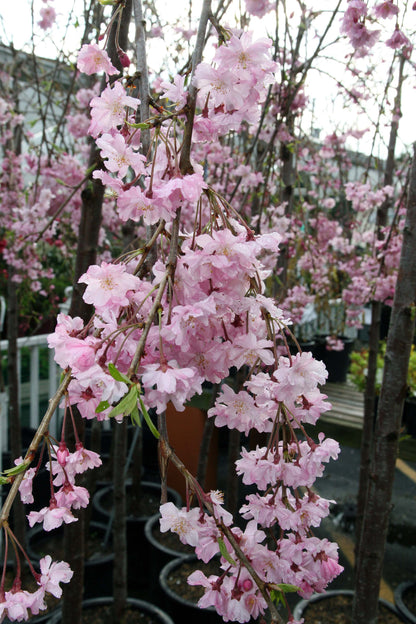 Higan Cherry Rosebud Spring Winter Flowering Cherry (Prunus subhirtella)