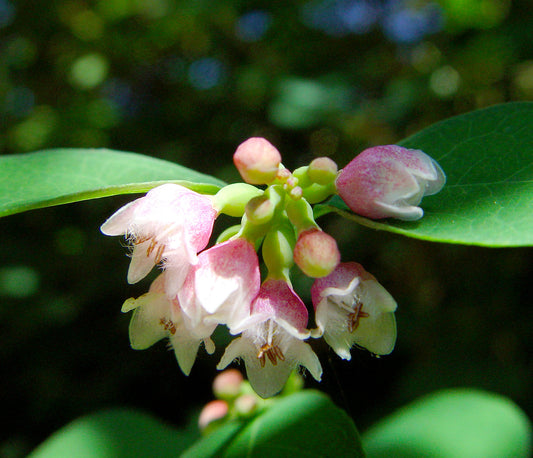 Common Snowberry Berry (Symphoricarpos albus)