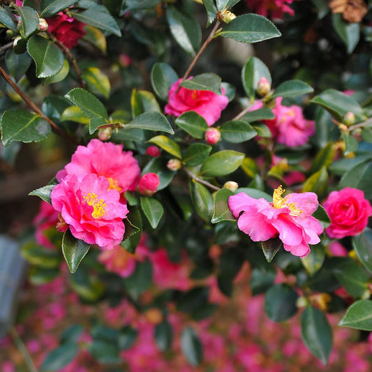 Christmas Camellia Sasanqua Yuletide Camellia (Camellia sasanqua)