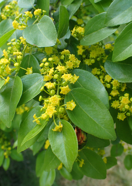 Christ Thorn (Paliurus spina-christi)