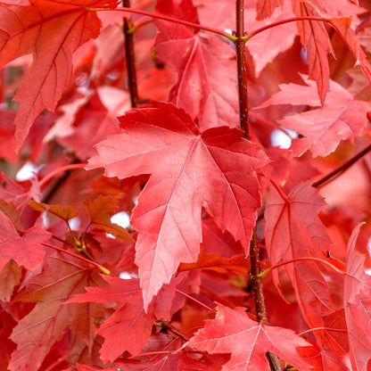 Freeman Freemans Maple (Acer x freemanii dry seed)