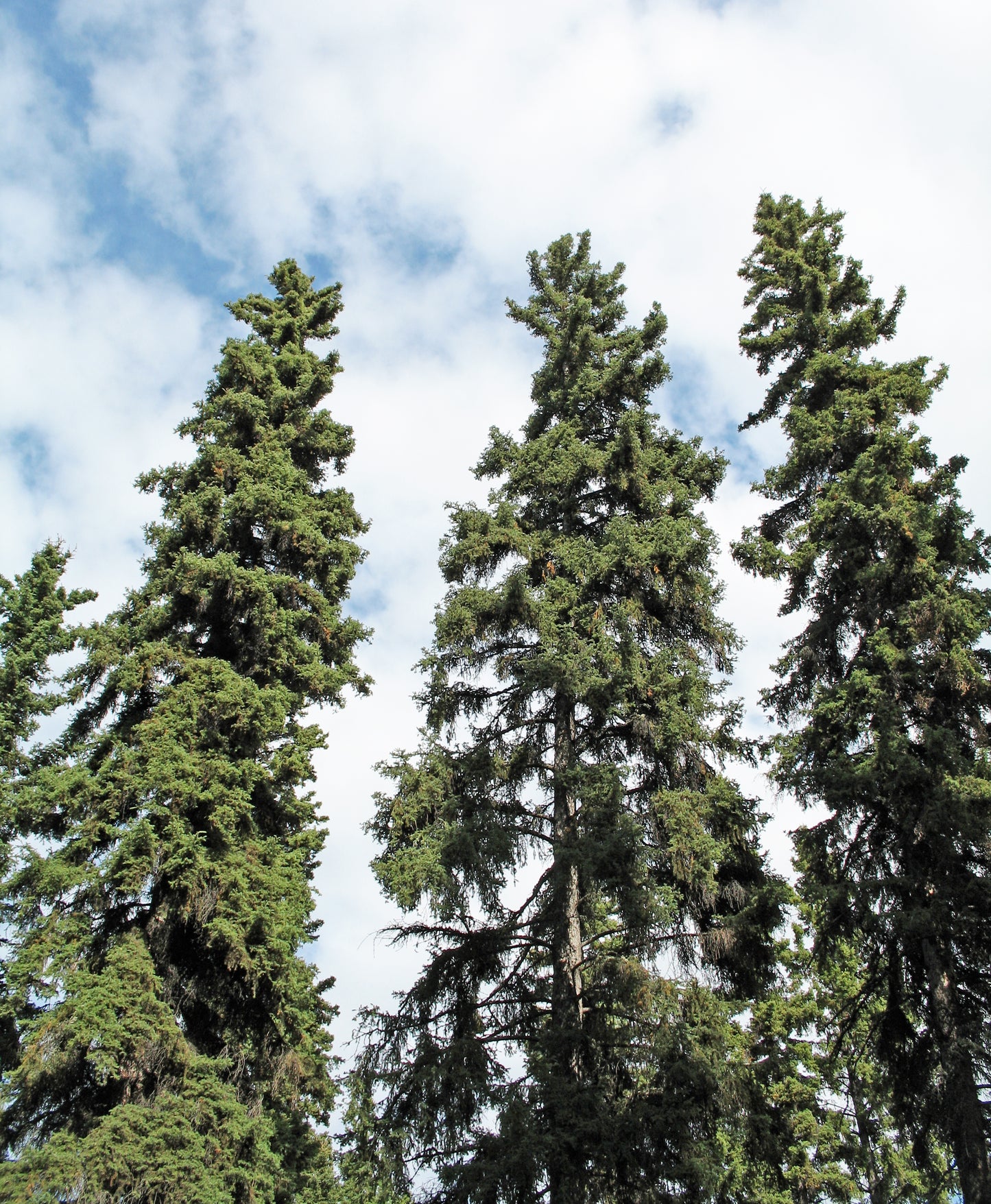 White Spruce (Picea glauca Lake States)