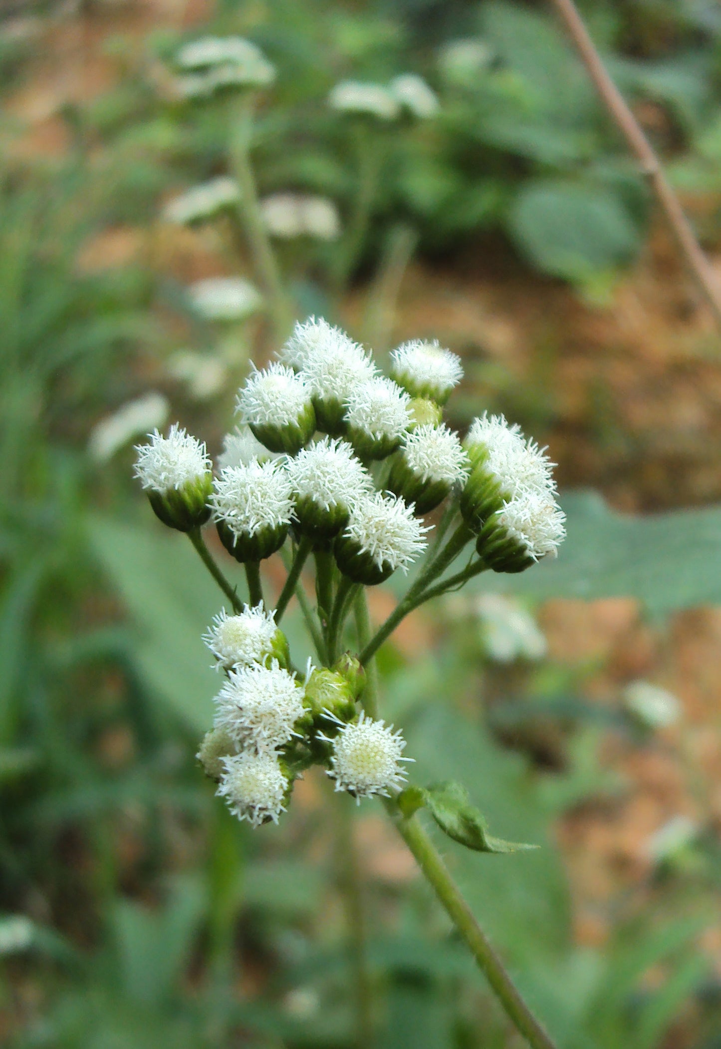 Tropical Whiteweed (Ageratum conyzoide)