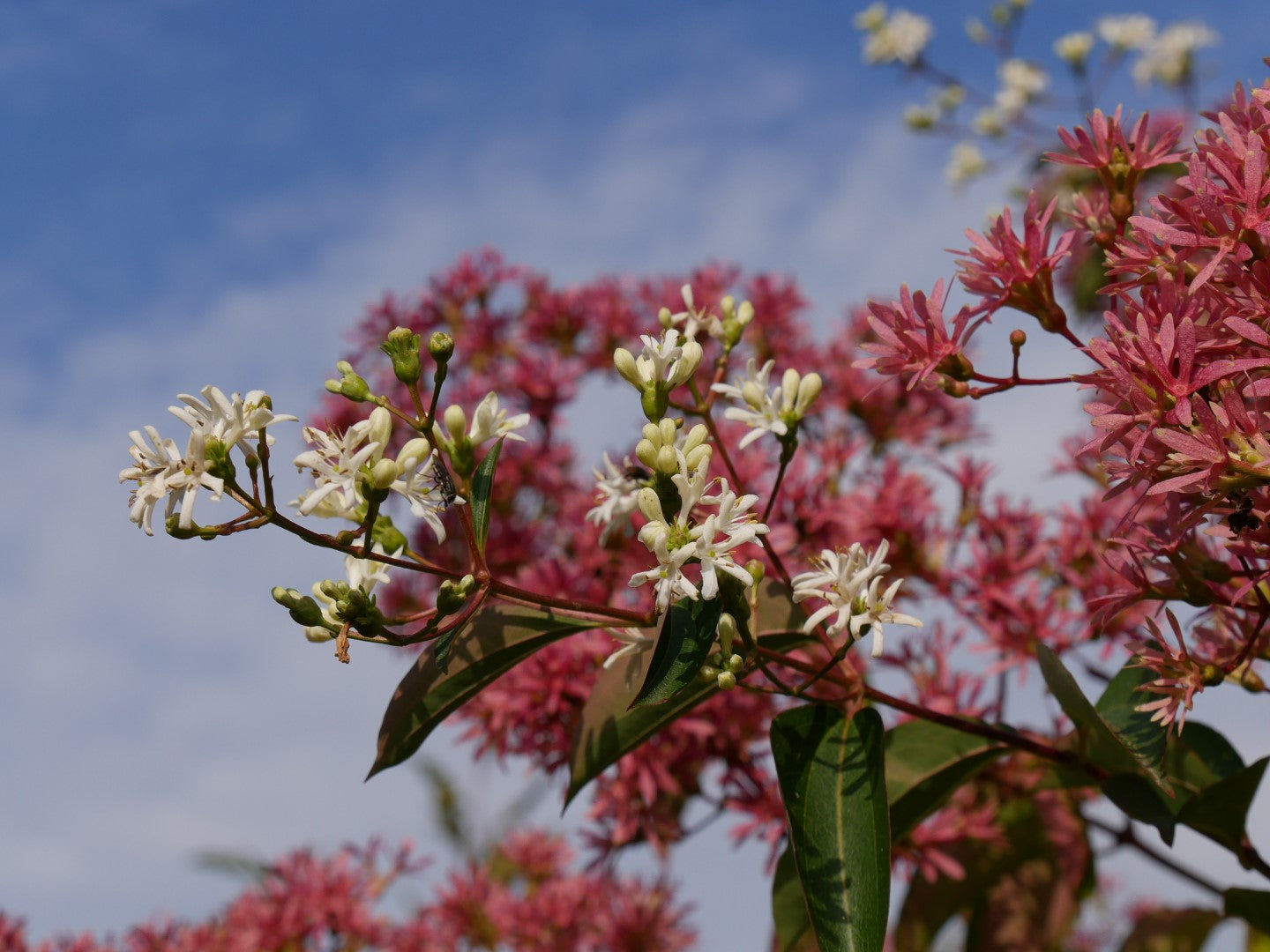 Seven Son Flower Seven Tree (Heptacodium miconioides)