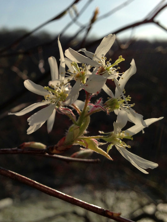 Common Serviceberry Serviceberry (Amelanchier arborea clean seed)