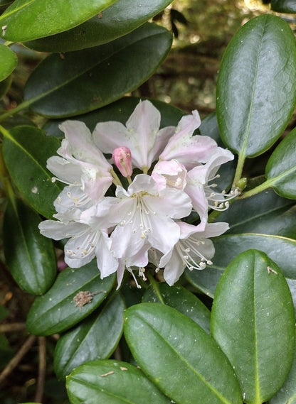Tigerstedt Rhododendron (Rhododendron brachycarpum var. Tigerstedtii open-pollinated)