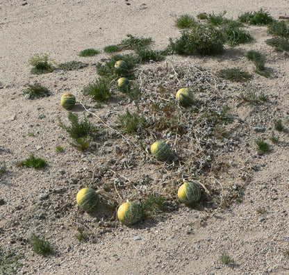 Coyote Gourd Coyote Melon (Cucurbita palmata)
