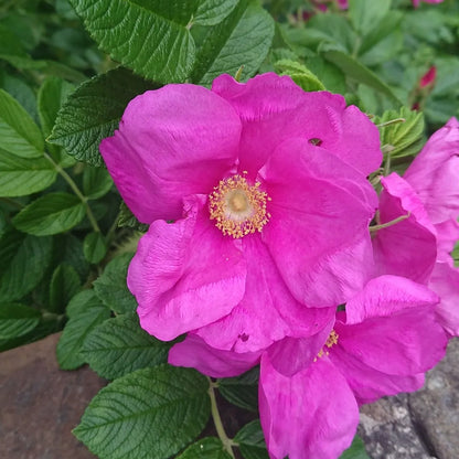 Red Rugosa Rose (Rosa rugosa 'Rubra')