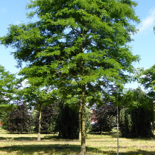 Thornless Honey Locust (Gleditsia triacanthos 'Inermis')