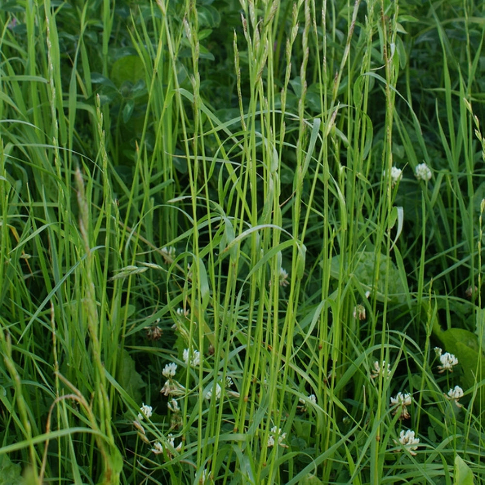 Annual Ryegrass Rye Grass Rye-grass Ryegrass (Lolium multiflorum ...