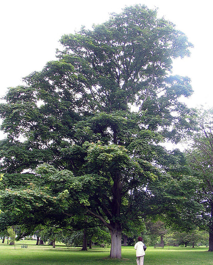 Velvet Maple (Acer velutinum)