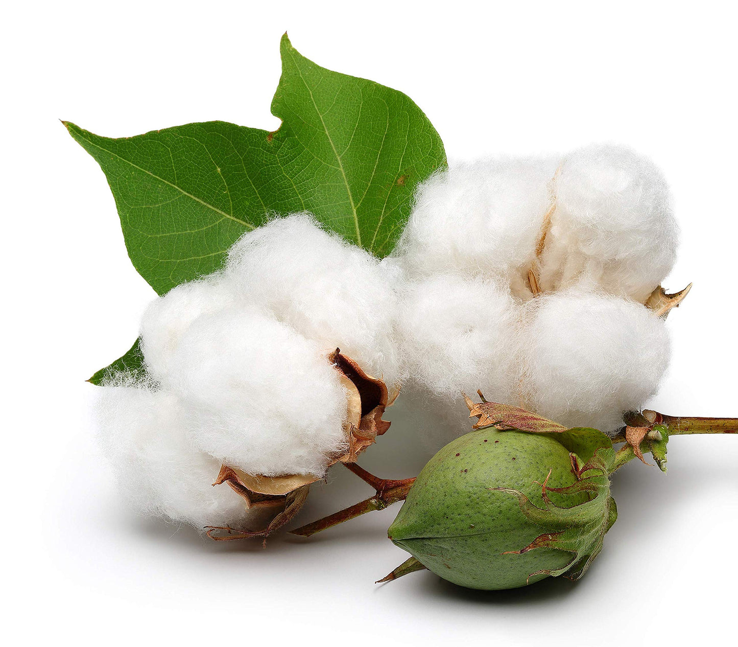 American Upland Cotton, Mexican Wild Cotton (Gossypium hirsutum)