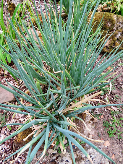 Japanese Bunching Onion Scallion Spring Welsh White Spear Bunches Onion (Allium fistulosum 'White Spear Bunches')