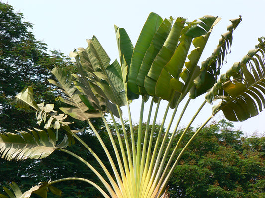 Travellers Palm Travellers Tree (Ravenala madagascariensis)