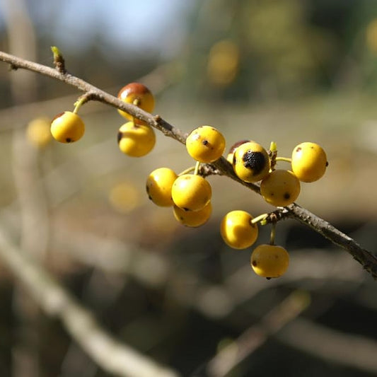 Deciduous Holly Meadow Possum Haw Possumhaw Swamp Holly (Ilex decidua)