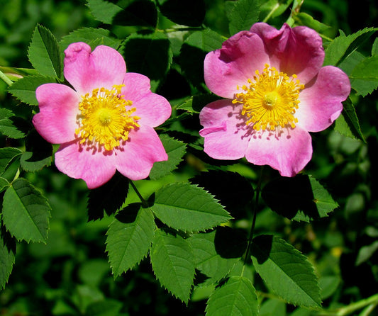 Carolina Rose Pasture Rose (Rosa carolina)
