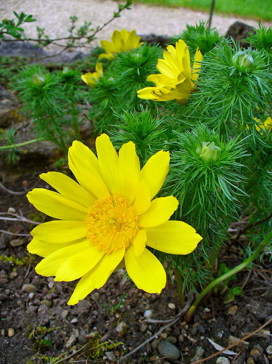 Spring Eye (Adonis vernalis)