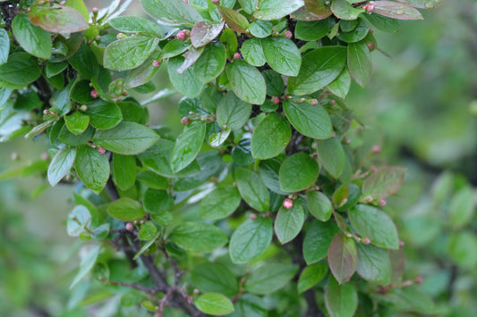 Peking Cotoneaster (Cotoneaster acutifolius)