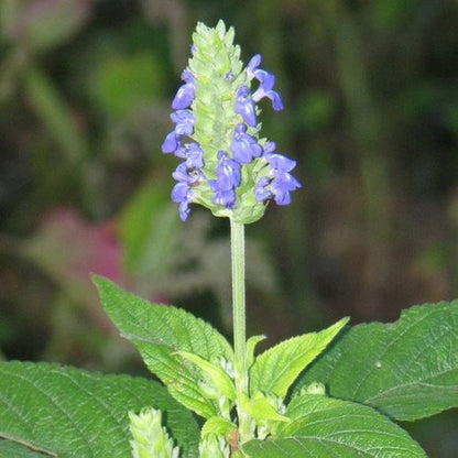 Chia (Salvia hispanica)