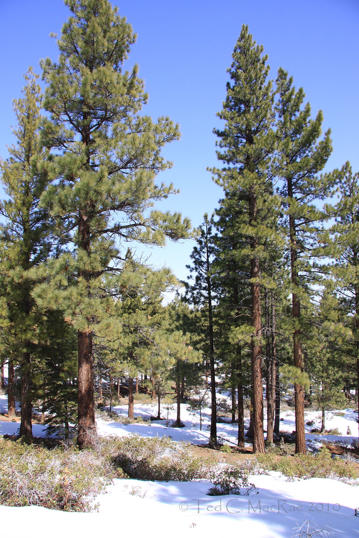 Washoe Pine (Pinus washoensis)