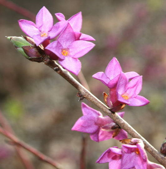 February Daphne Mezereon Paradise Plant (Daphne mezereum)