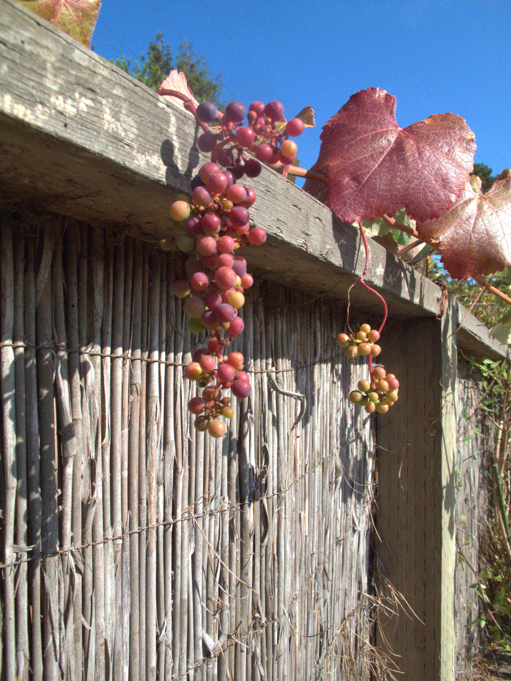 California Wild Grape (Vitis californica)