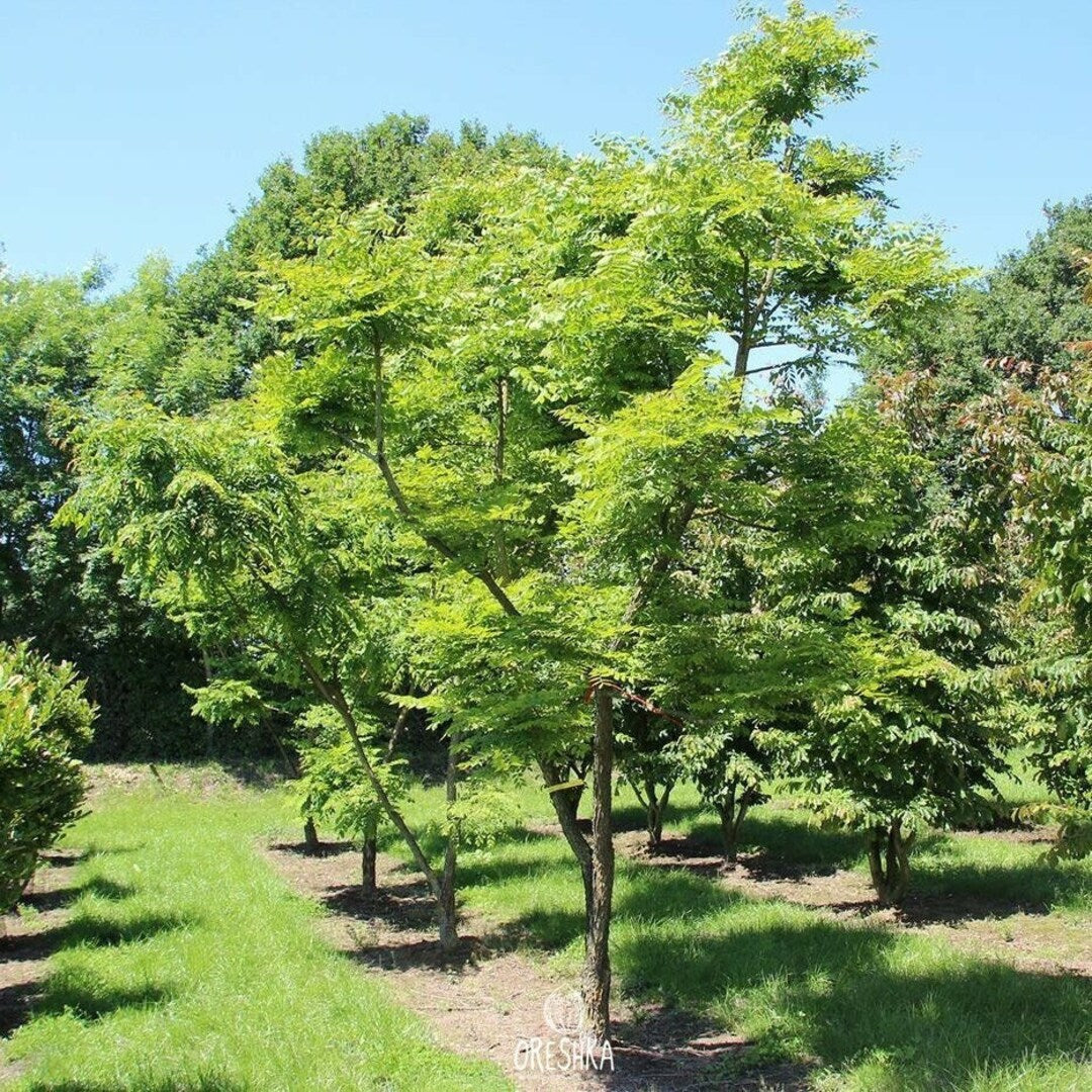 Chinese Coffee Tree, Soap Tree, Yunnan Bean (Gymnocladus chinensis)