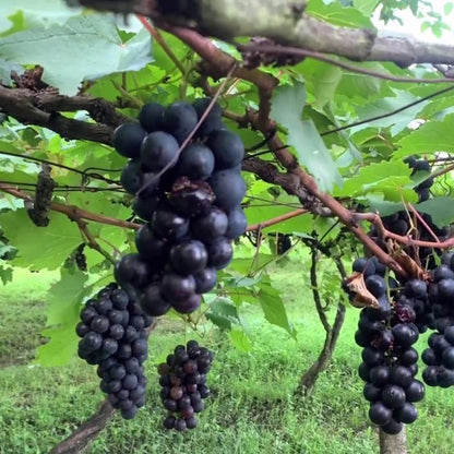 Cultivated Grape Domestic Grape-vine Wine Grape (Vitis vinifera)