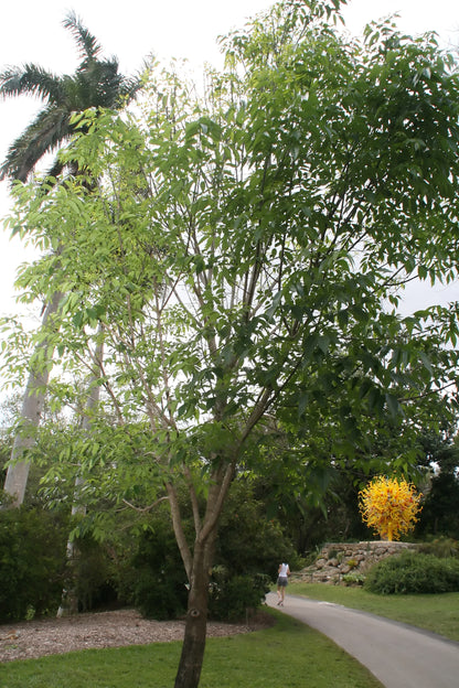 Evergreen Mexican Shamel Tropical Ash (Fraxinus uhdei)