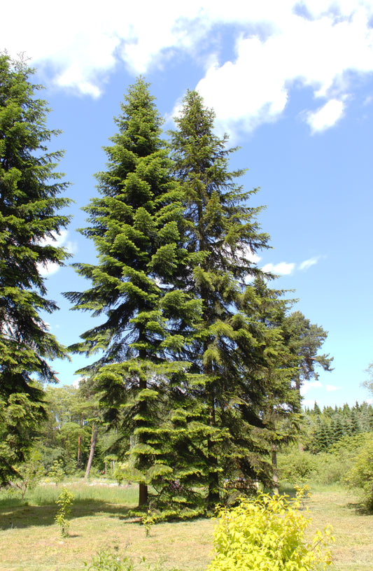 Siberian Fir (Abies sibirica)