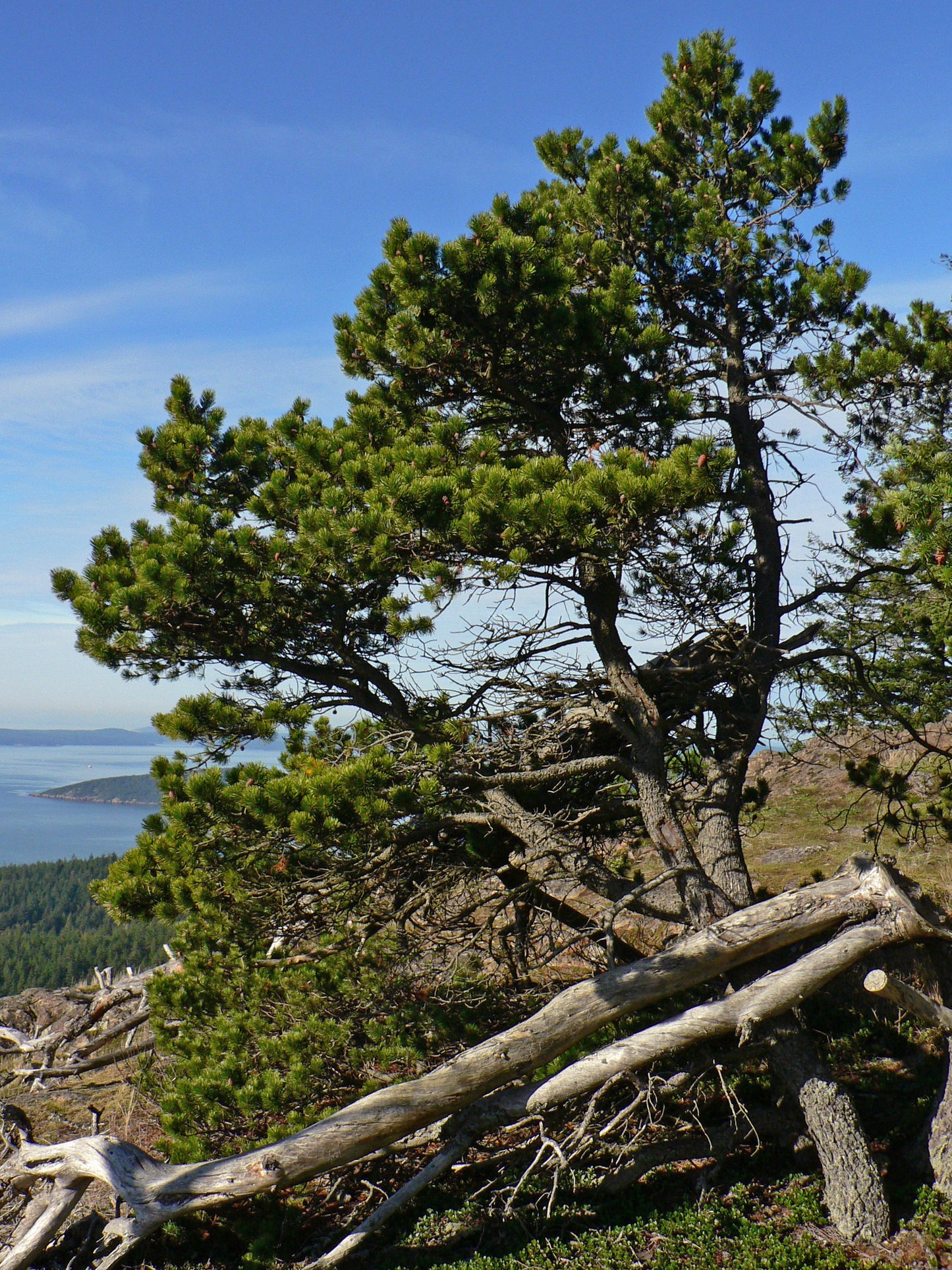 Beach Shore Pine (Pinus contorta var. contorta)