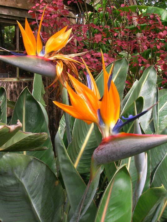Bird-of-paradise Queens Bird-of Paradise Bird-of-paradise (Strelitzia reginae)