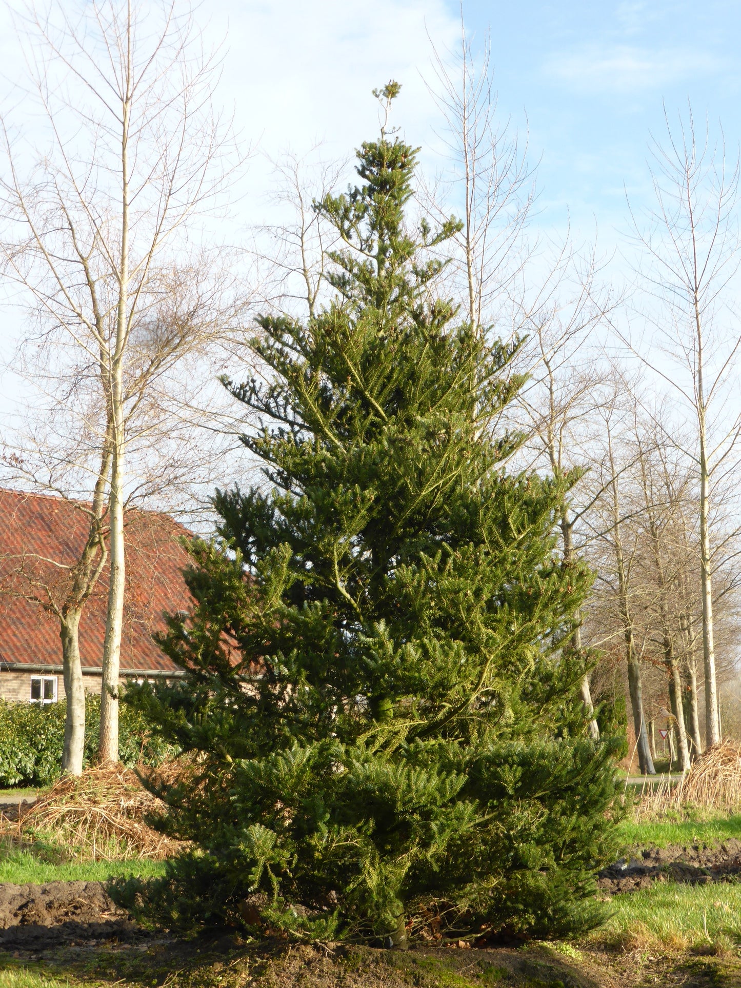 Korean Fir (Abies koreana)