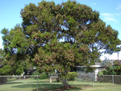 Small Philippine Acacia (Acacia confusa)