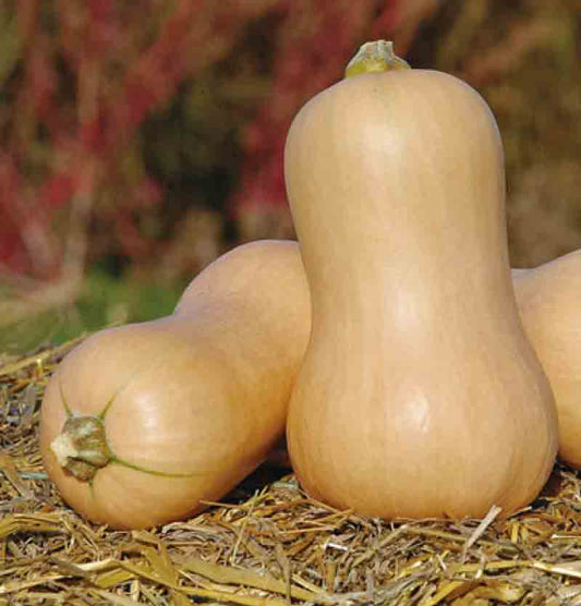 Waltham Butternut Squash (Cucurbita moschata 'Waltham Butternut')