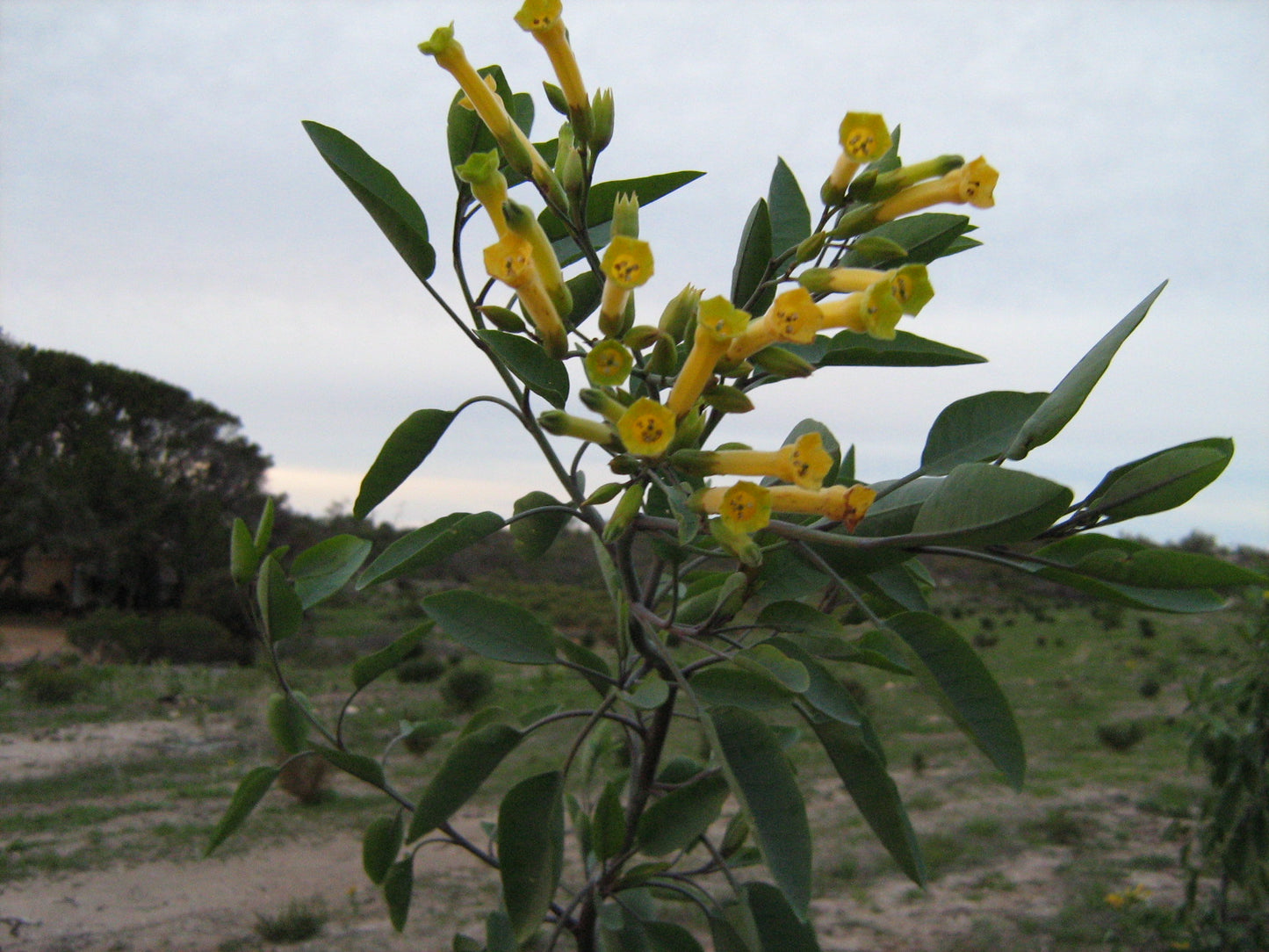 Tree Tobacco (Nicotiana glauca)