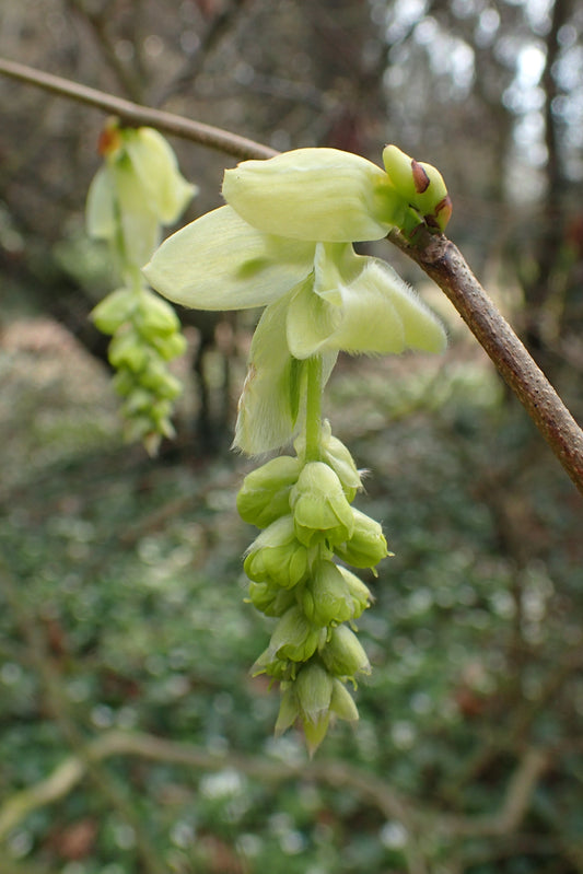 Chinese Winterhazel Winter Hazel (Corylopsis sinensis)