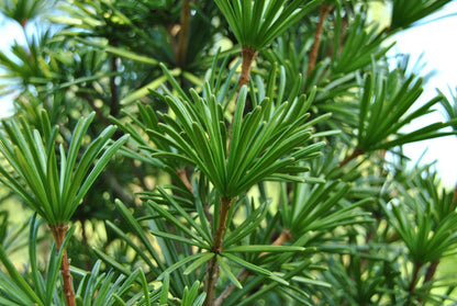 Japanese Umbrella Pine Koyamaki Pine (Sciadopitys verticillata)