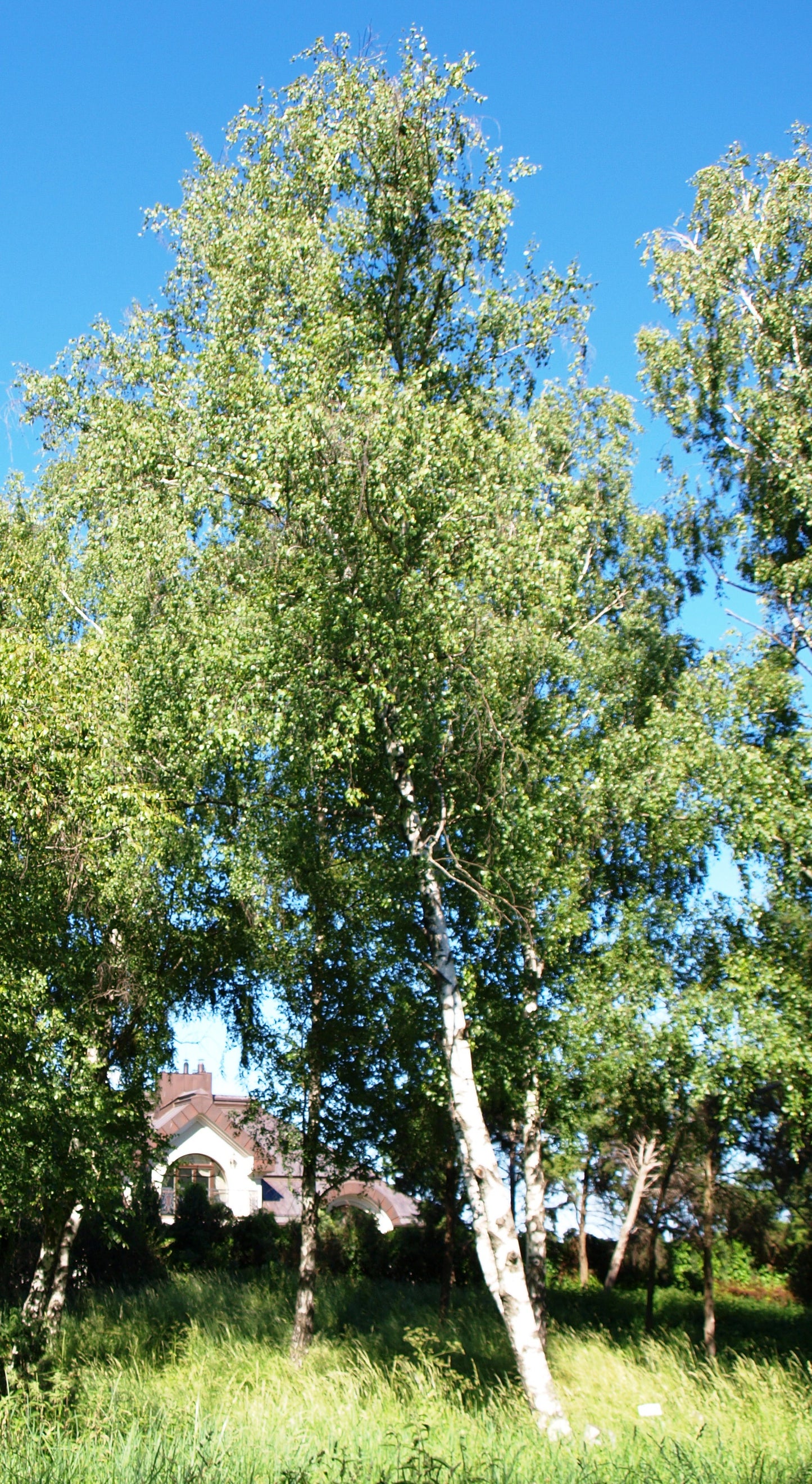 White Spire Birch (Betula populifolia 'Whitespire' broken strobiles)